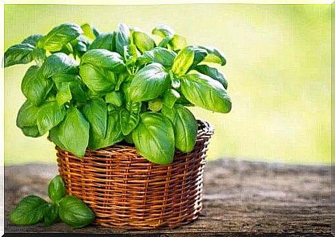 Basil: Varieties You Can Grow In Your Garden