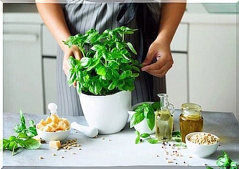 Basil in the kitchen