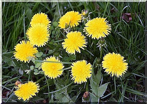 Dandelion tea