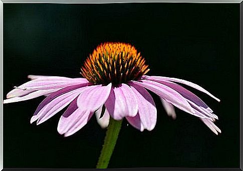 Echinacea