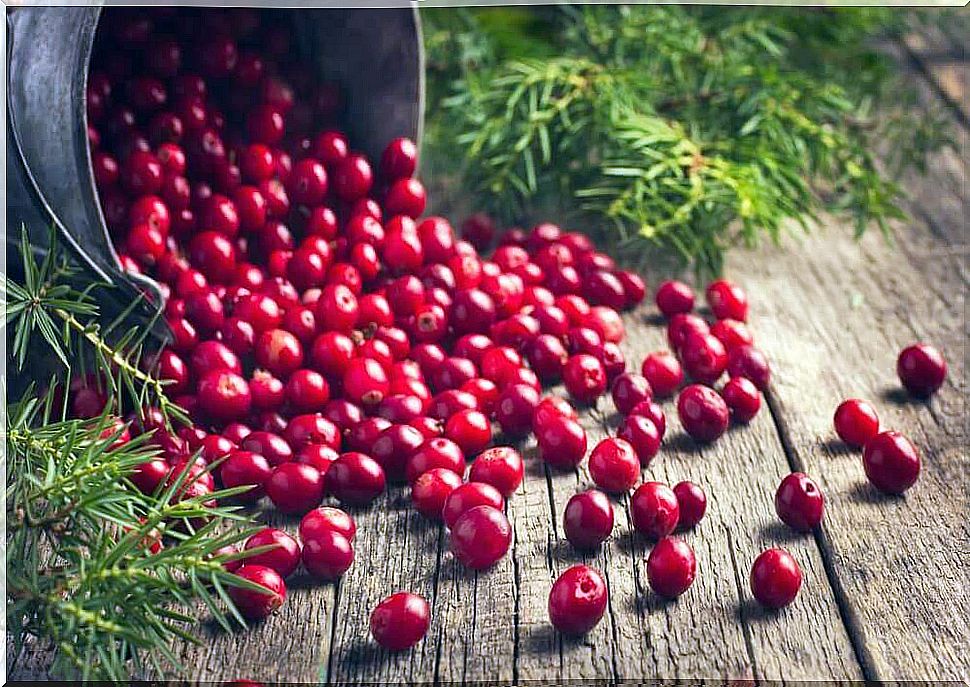 Cranberries - find out about the benefits for your health