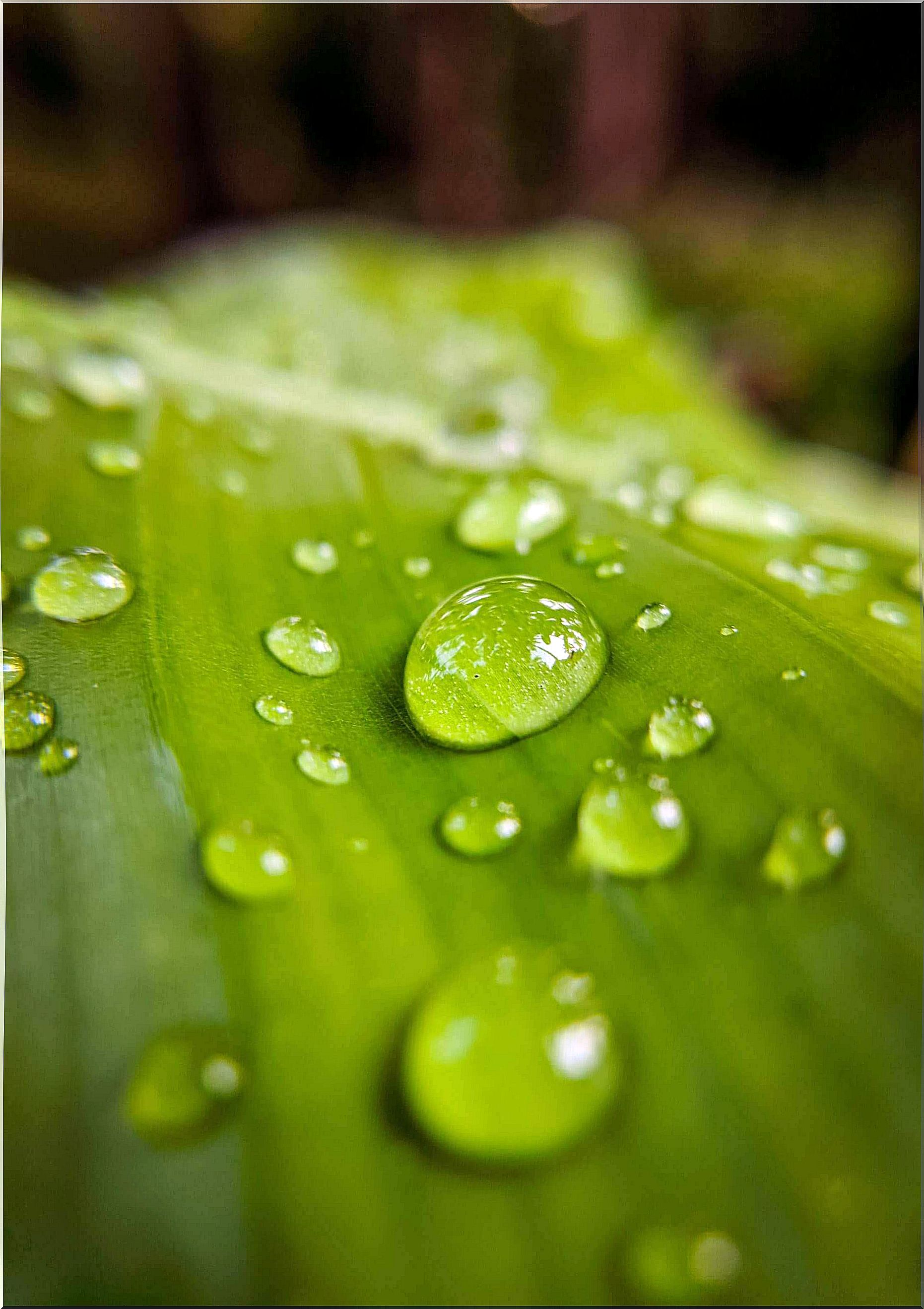 Water on the leaf