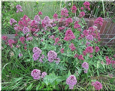 Valerian - Calms you down and helps you quit smoking