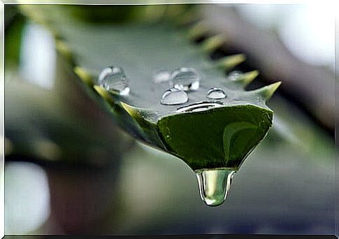 Aloe leaf