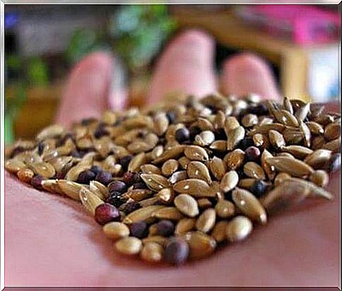 Canary seed