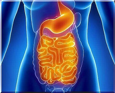 Digestive system illustration