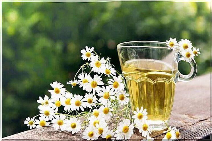 Chamomile - one of the natural repellants