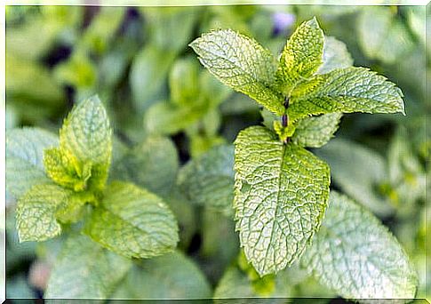 Mint and its healing properties