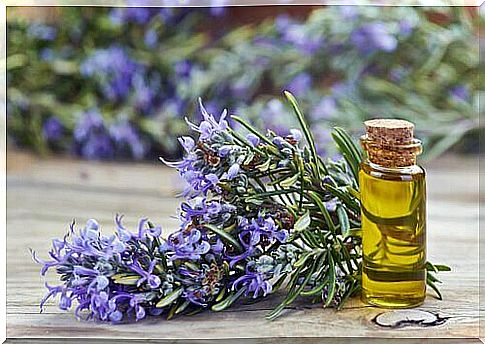 rosemary oil for hair