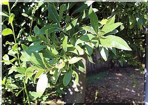 Fresh bay leaves