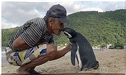 Grateful penguin for saving his life