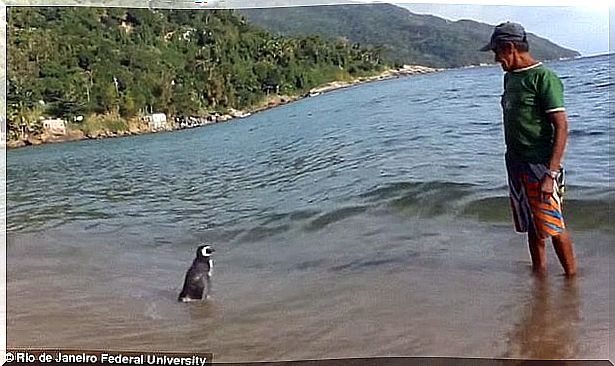 Penguin and Joao on the beach