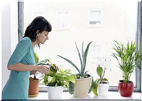 Plants that purify the air in your home