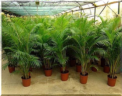 Areca palm trees