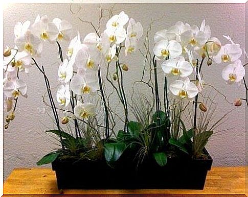 White orchids in a pot