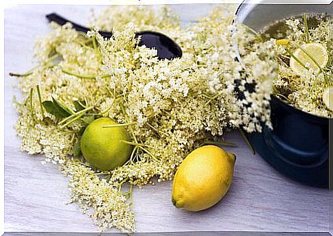 Fresh lilac flowers