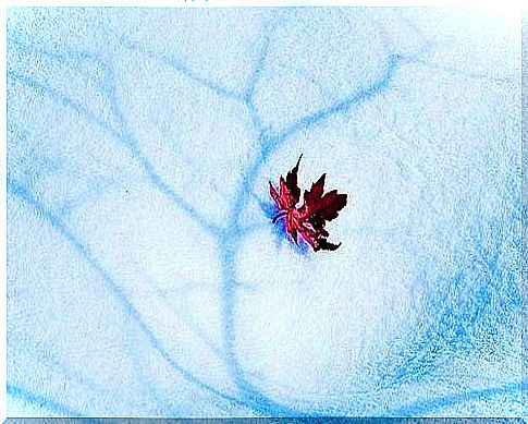 leaf on snow