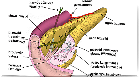 Pancreas