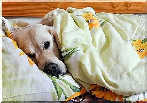 Dog in bed