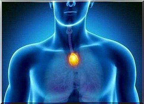 Thymus - The command center of the immune system