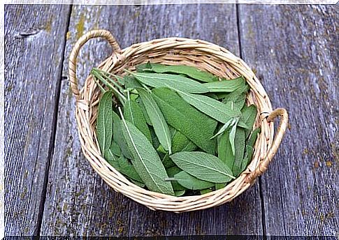 Sage for voice and throat